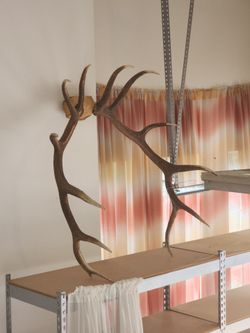 Large Elk Antler Mount Wall Trophy