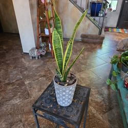 Sansevieria Snake Plant In 7in Ceramic Pot With Stones 
