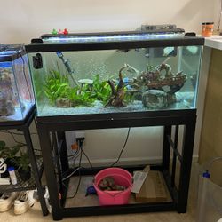 ~40 Gallon Fish Tank