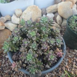 Sedeveria pink granite Succulent 