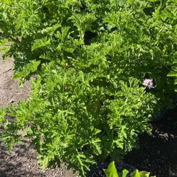 Citronella