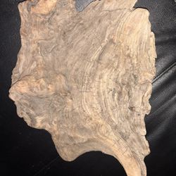  Petrified Wood From The Beach 