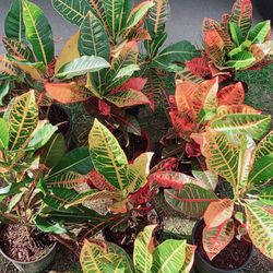 Croton Plants 🪴 $15 each