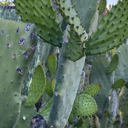 Nopales