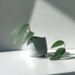 Lush Trailing Rare Cebu Blue Pothos Plant/ House Plant/ Indoor Plant  Flower Patio Garden 