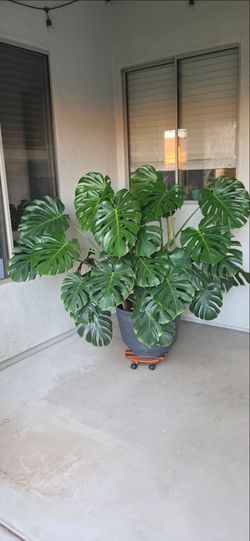Big Monteras.  4 plants in this pot