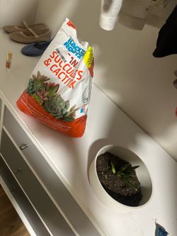 plant and soil