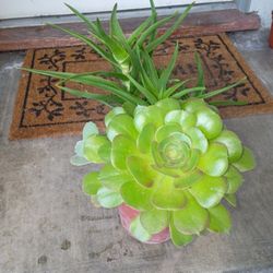 Succulent 