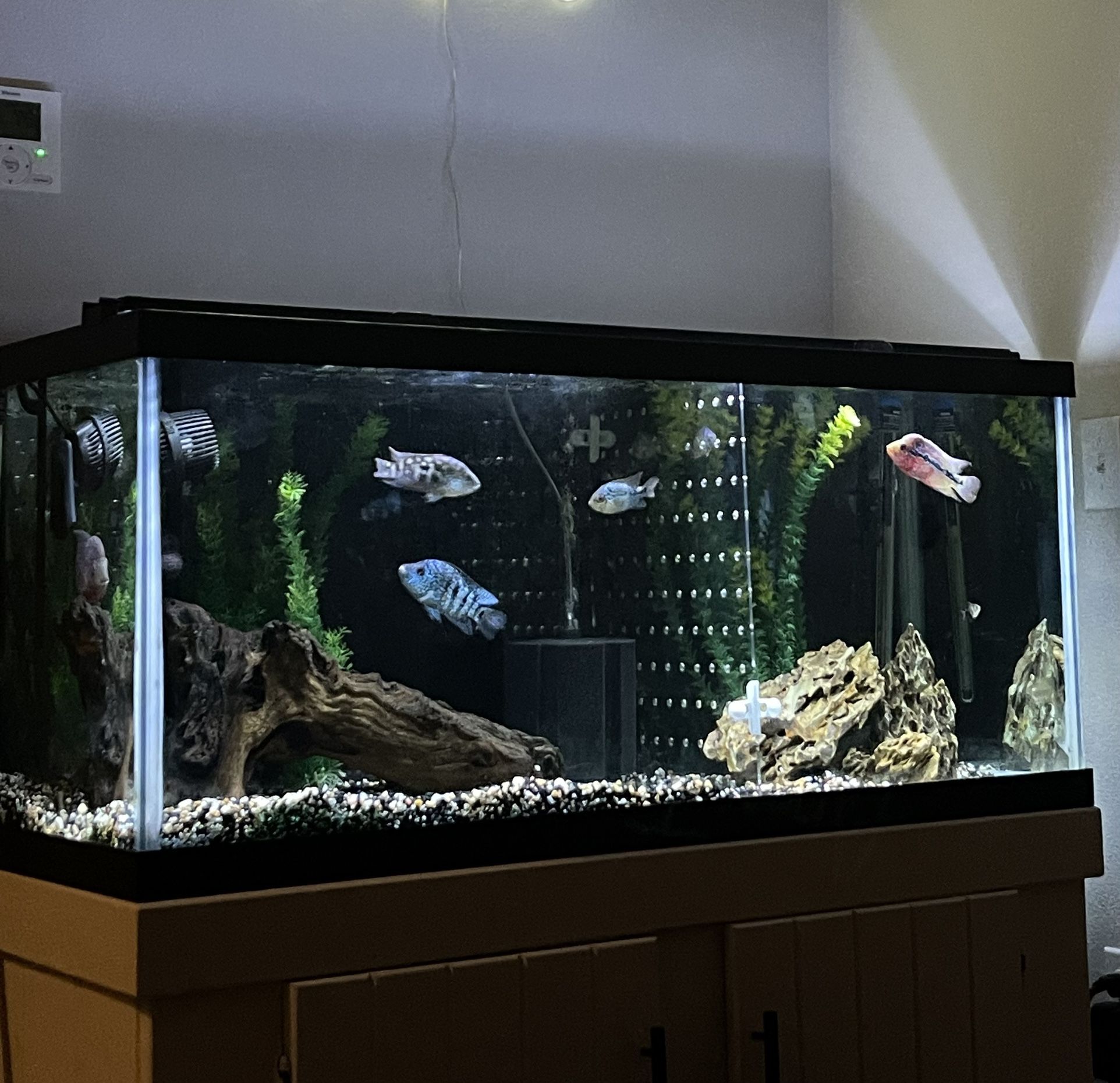 75 Gallon Tank With Extras 