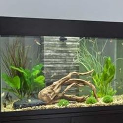 No Cleaning Fish Tank