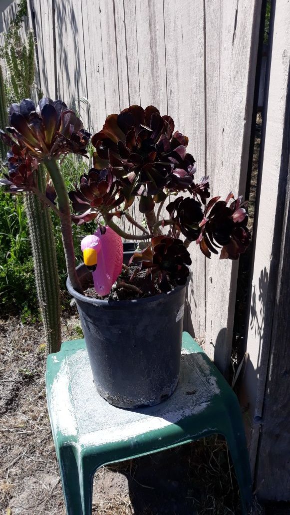 Succulent plants both for $10