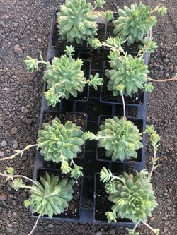 Variety Of Succulents