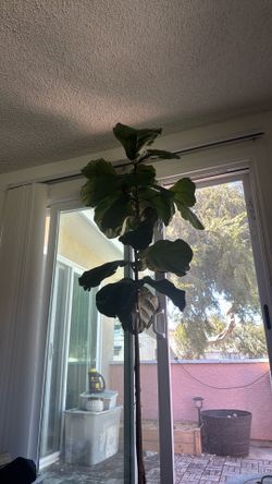 Fiddle fig tree 7’3”