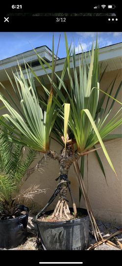 PANDANUS SCREW PINE