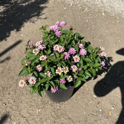 Lantana
