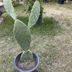 Cacti For Sale