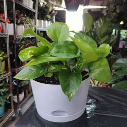 Wall Planter & Golden Pothos Plant 