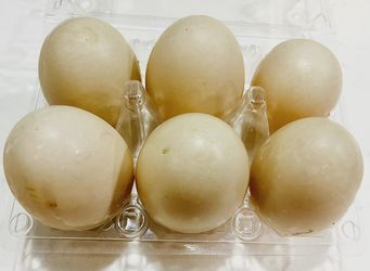 Farm-Fresh Duck Eggs
