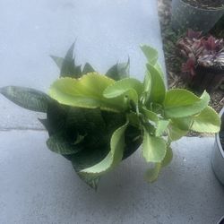 Snake Plant And Mother Of Thousands 