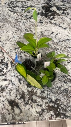 Hoya bundle