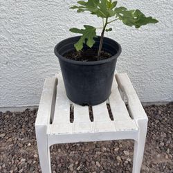 Plant Special, Fig Tree