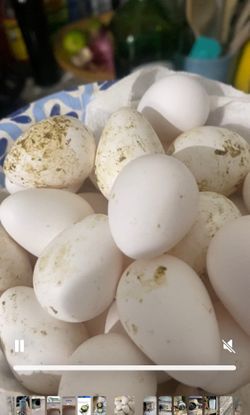 Fresh Quail Eggs