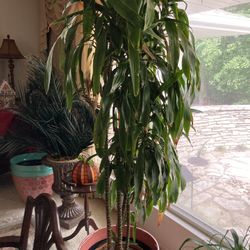 Large 7 foot tall real plant 