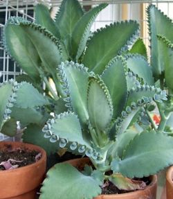 Mother Of Thousands Starts