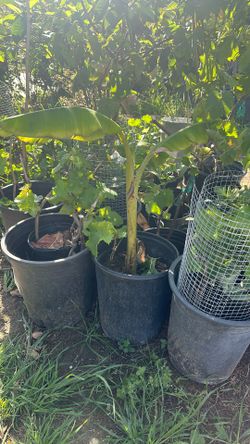 18” Banana Tree. Easy To Grow