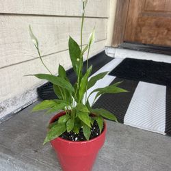 Super Cute Peace Lily In DAMAGED ceramic Planter