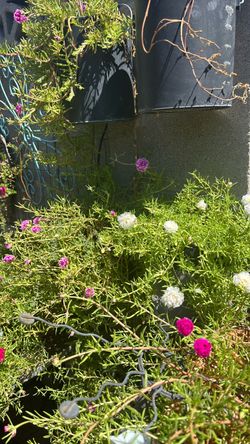 Beautiful, full sun, Plants