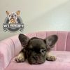 XB’S FRENCHIES, LLC