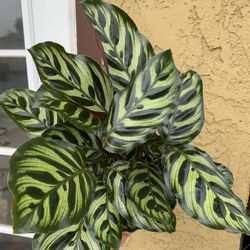 Calathea Macoyana Plants