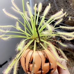 Sundew Carnivorous Plant 