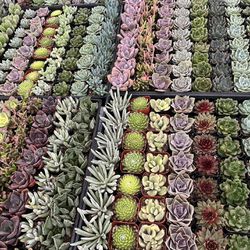 2” Succulent Plants $1.35 Each Or $63 For Tray Of 64 Plants 