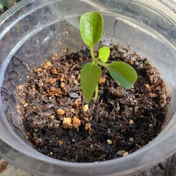 Baby Papaya Tree 