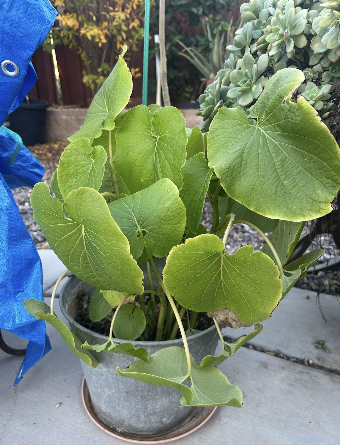 In a metal pot Herb ..Acuyo or Hoja Santa. .. health benefits..$25.00 firm