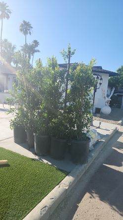 Ficus 15 Gal