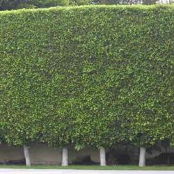 Indian Ficus