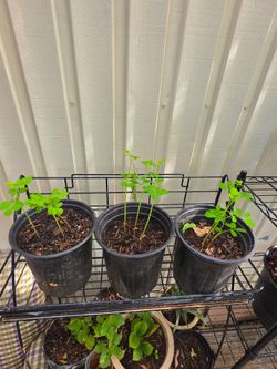 Moringa plants