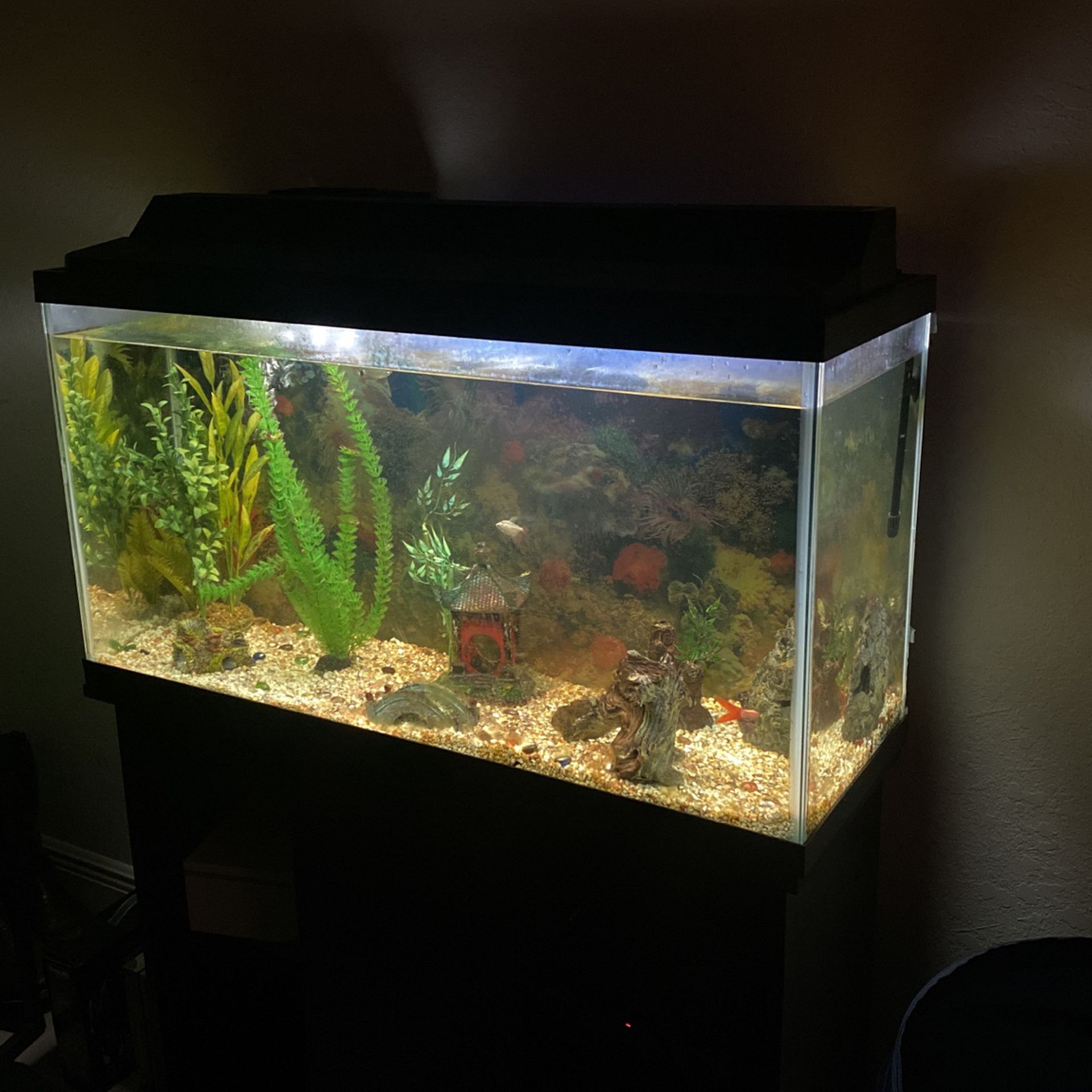 35-40 Gallon Fish Tank 