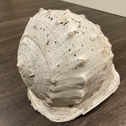 Sea Shell 🐚 