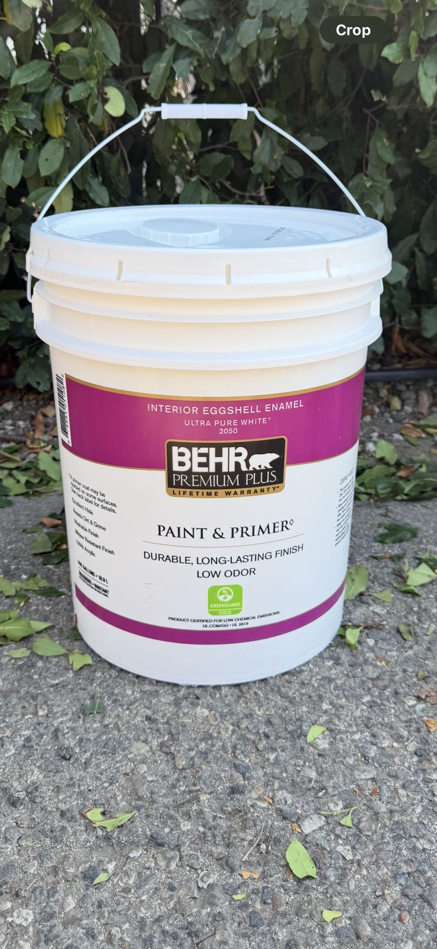 Bear Paint
