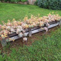 Graptopetalum Paraguayense "Ghost Plant" Succulent Planter Decor 