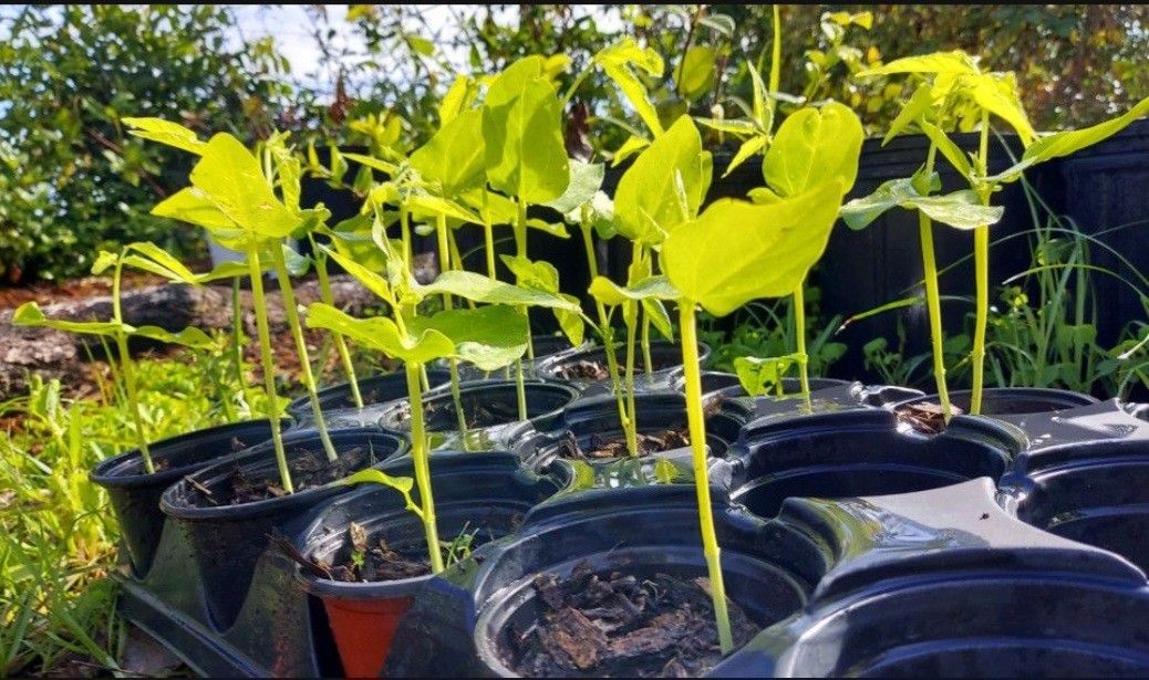 Yard-Long Bean Plants In Pots