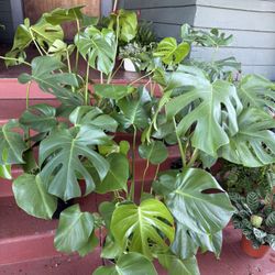 Monstera Deliciosa Plant