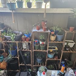 Plants, Succulents, Aloe, Catus Pots, Soil