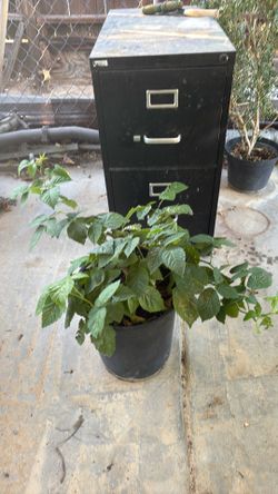 Blackberry Plants