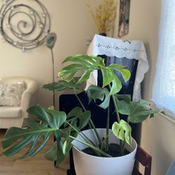 Large Monstera 4 Ft Tall