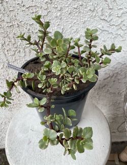 1.5 Gallon Pot Succulent Plant - Portulacaria Afra Variegated - Elephant Bush - Drought Resistant - Established - Perfect for Landscaping & Arrangemen